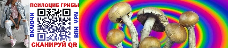 дарнет шоп  Пересвет  Псилоцибиновые грибы Psilocybe 